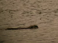 Muskusrat [Ondatra zibethicus]